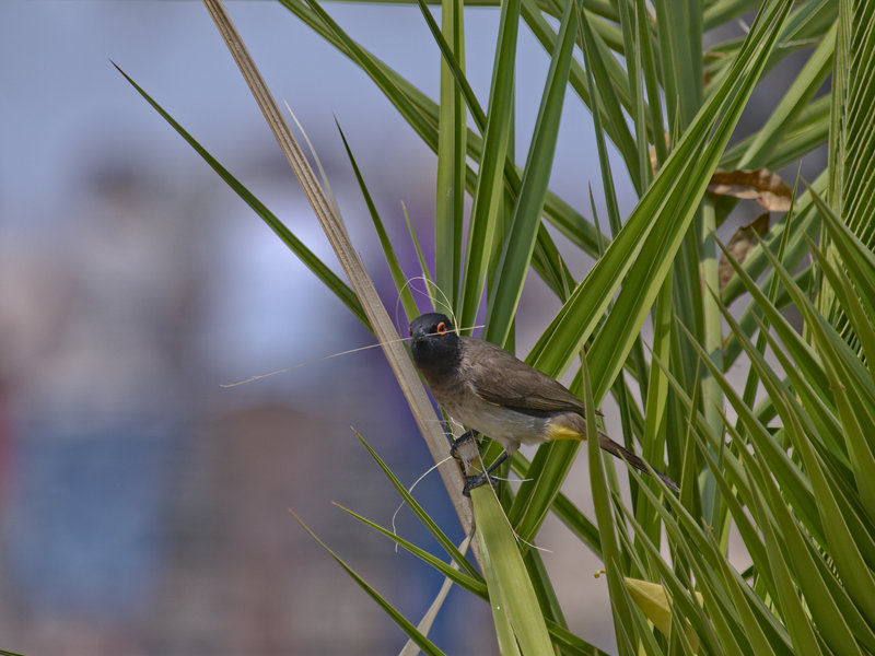 Okaukuejo, Bulbul